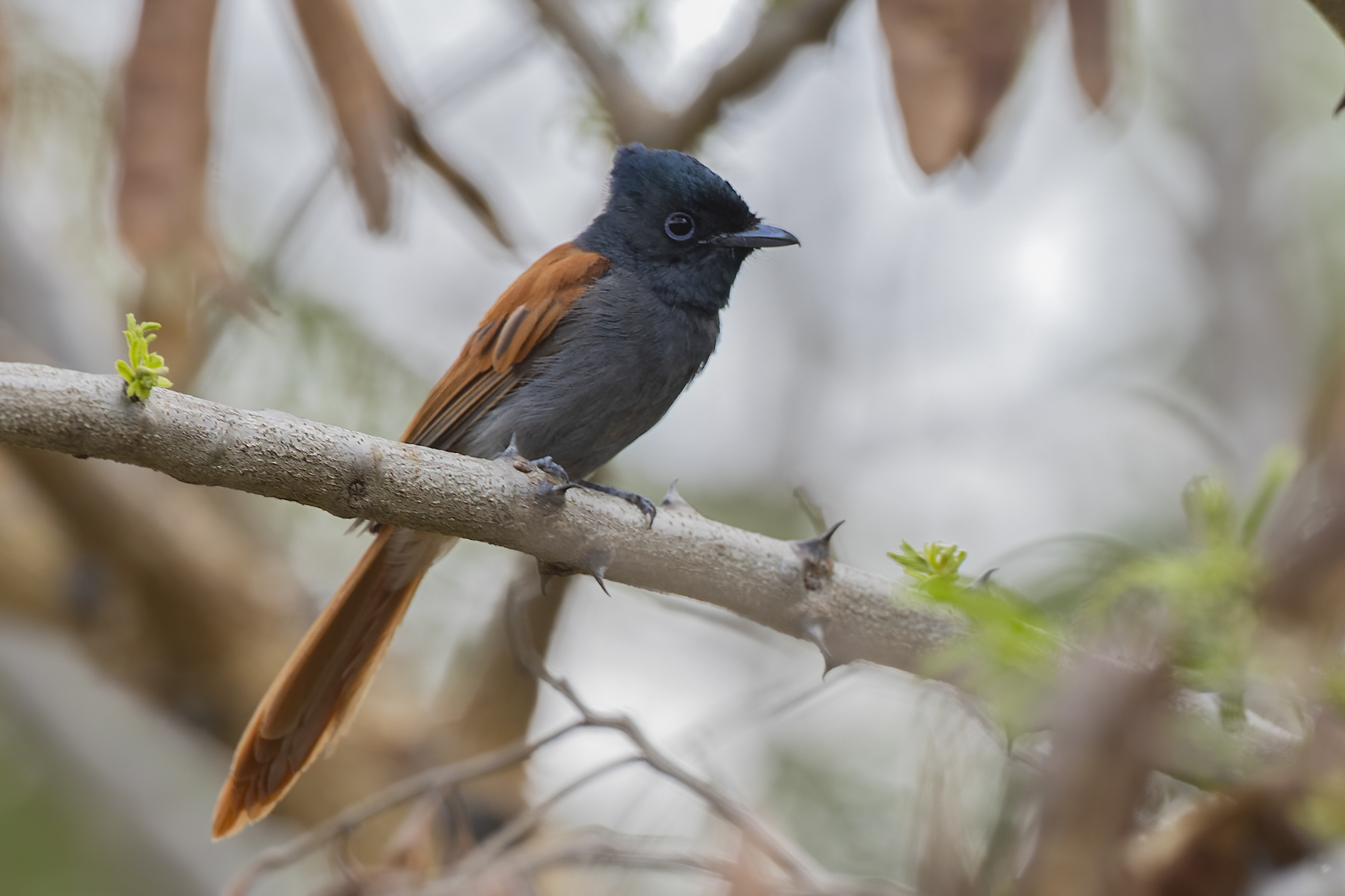 African Paradise-Flycatcher — Ana fotoğraf